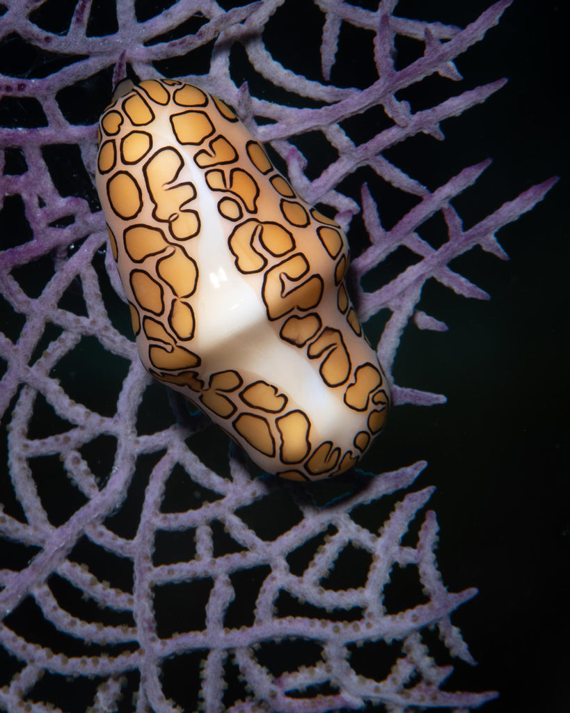 Brandi Mueller Flamingo Tongue