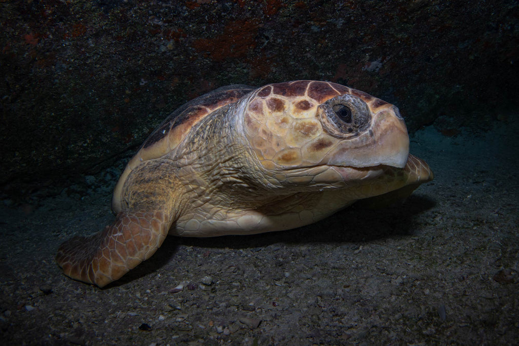 Brandi Mueller Loggerhead Turtle