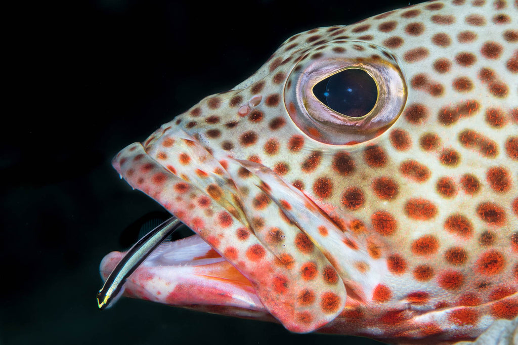 Brandi Mueller Tiger Grouper