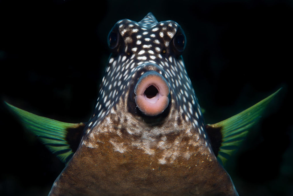 Brandi Mueller Zen Master Trunkfish