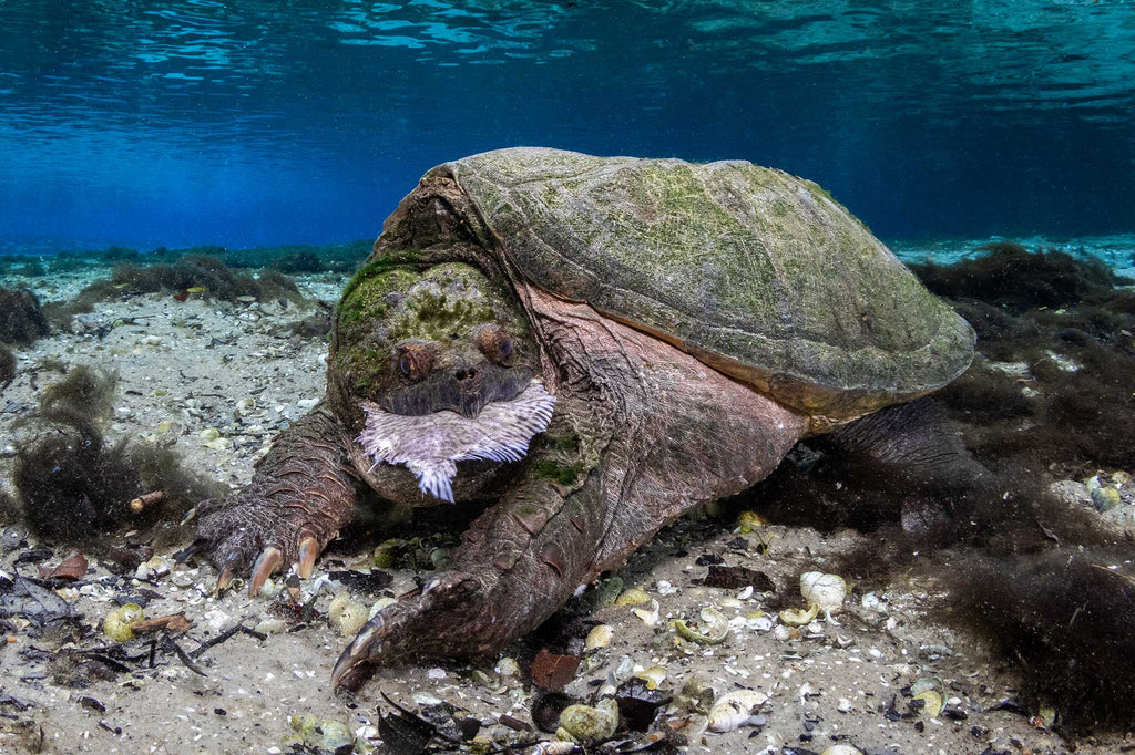 bryant turffs turtle image ocean art 2022 winner taken with ikelite underwater housing