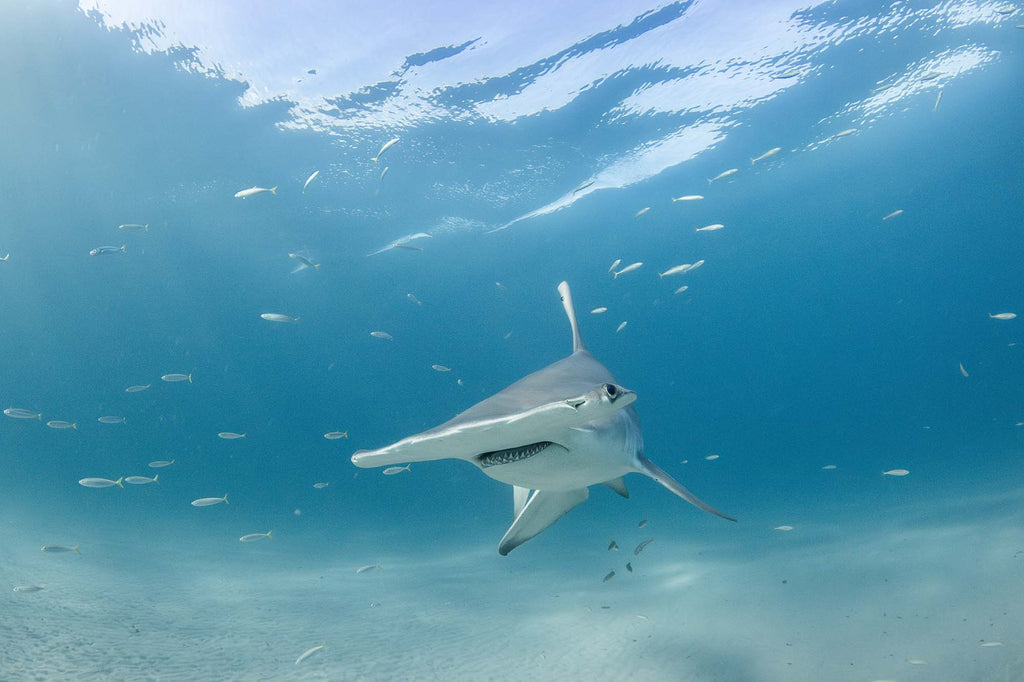 hammerhead by bryant turffs using a canon r10 camera inside an ikelite underwater housing