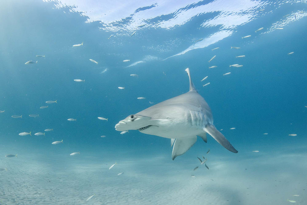 hammerhead by bryant turffs using a canon r10 camera inside an ikelite underwater housing