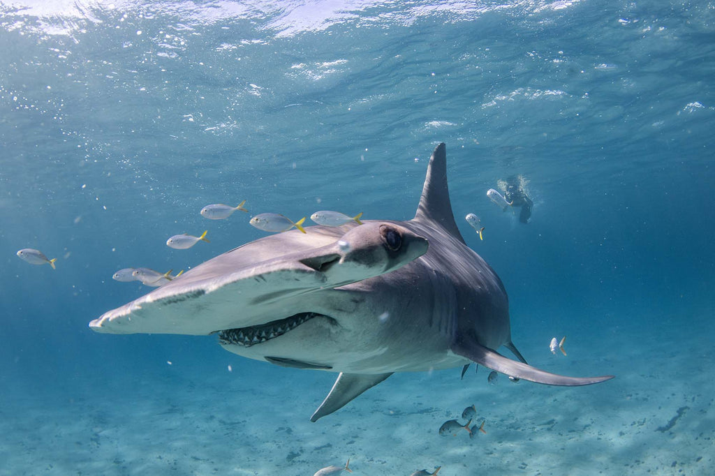 hammerhead by bryant turffs using a canon r10 camera inside an ikelite underwater housing