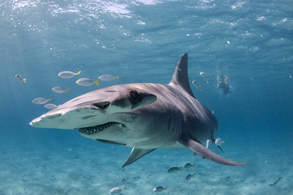 hammerhead by bryant turffs using a canon r10 camera inside an ikelite underwater housing