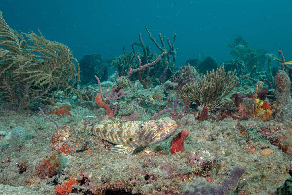 lizardfish by bryant turffs using a canon r10 camera inside an ikelite underwater housing