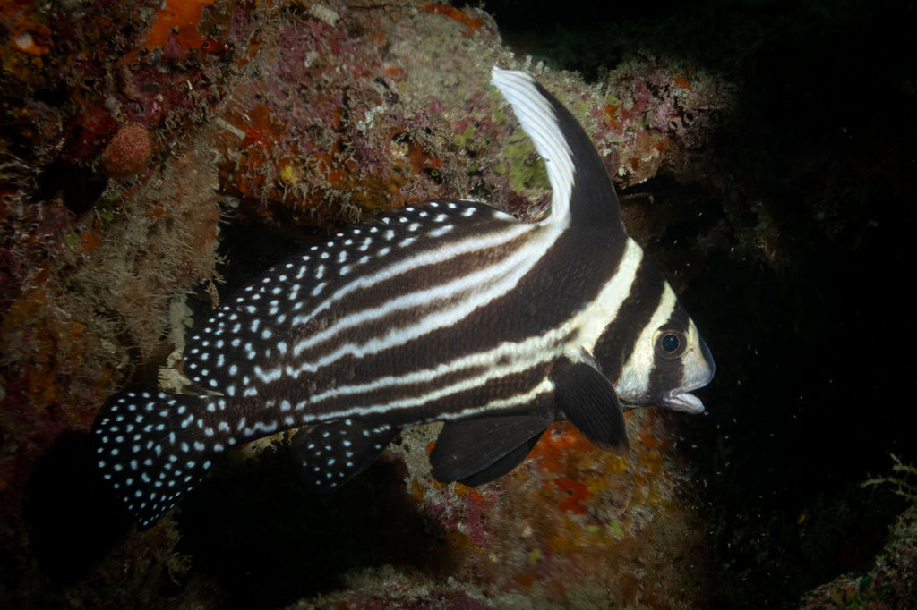 spadefish by bryant turffs using a canon r10 camera inside an ikelite underwater housing