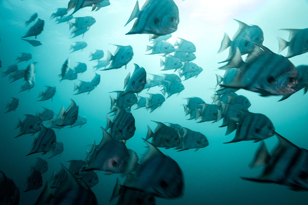spadefish by bryant turffs using a canon r10 camera inside an ikelite underwater housing