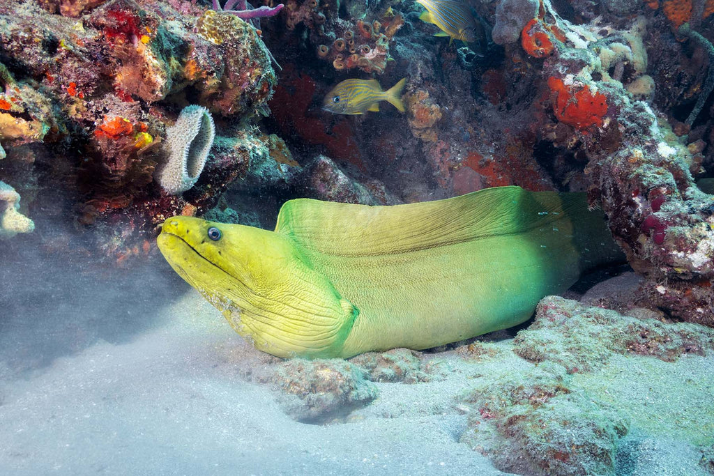 eel by bryant turffs using a canon r10 camera inside an ikelite underwater housing