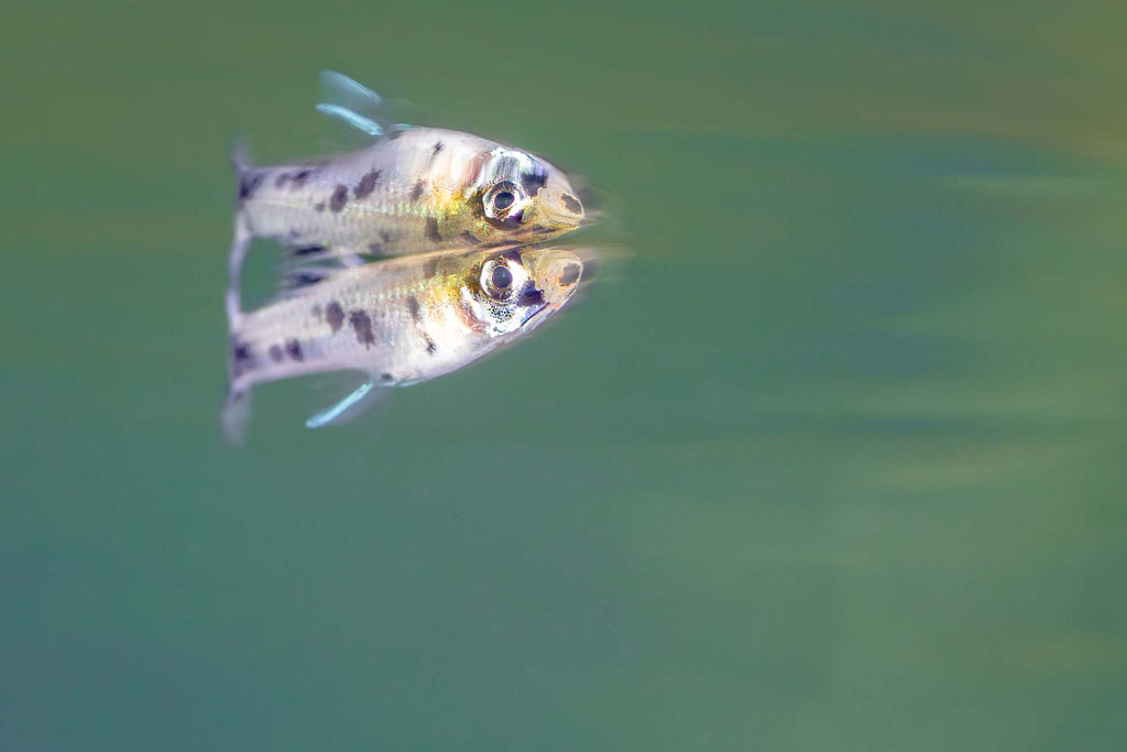 mosquito fish  bryant turffs canon r10 camera inside an ikelite underwater housing