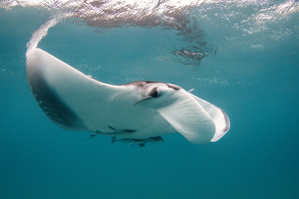 manta  bryant turffs canon r10 camera inside an ikelite underwater housing