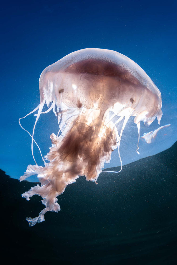 sea nettle by bryant turffs using a canon r10 camera inside an ikelite underwater housing