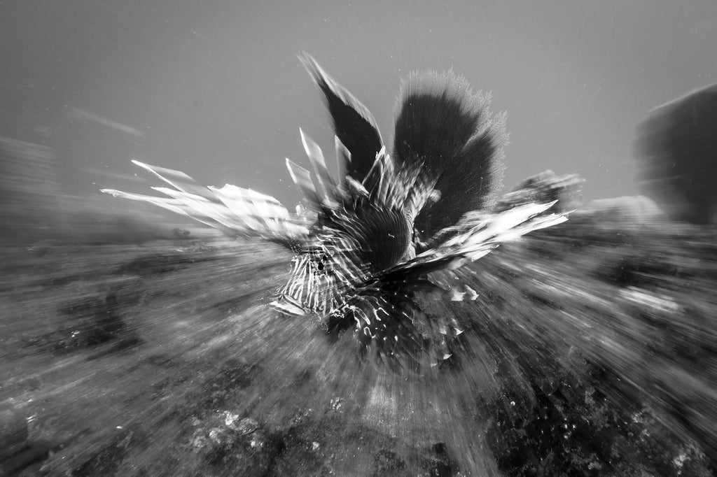lionfish by bryant turffs using a canon r10 camera inside an ikelite underwater housing