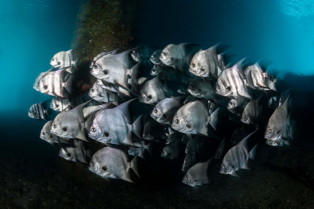 Atlantic Spadefish by bryant turffs using an ikelite underwater housing