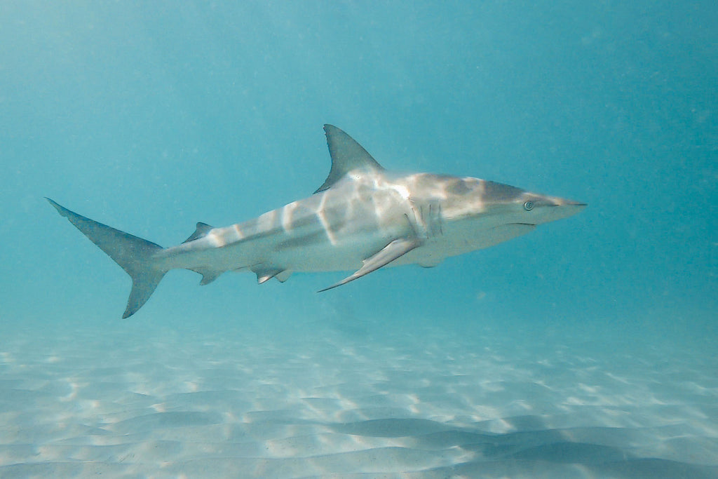 shark photo taken using the quad-pod method by bryant turffs using an ikelite underwater housing