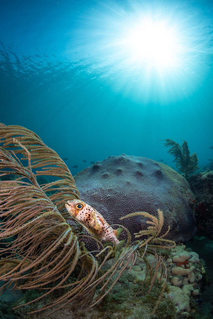 porcupine fish by bryant turffs taken with ikelite underwater housing