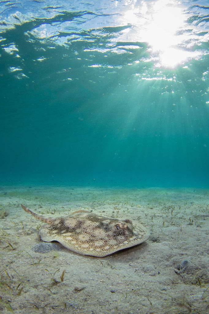 stingray by bryant turffs taken with ikelite underwater housing