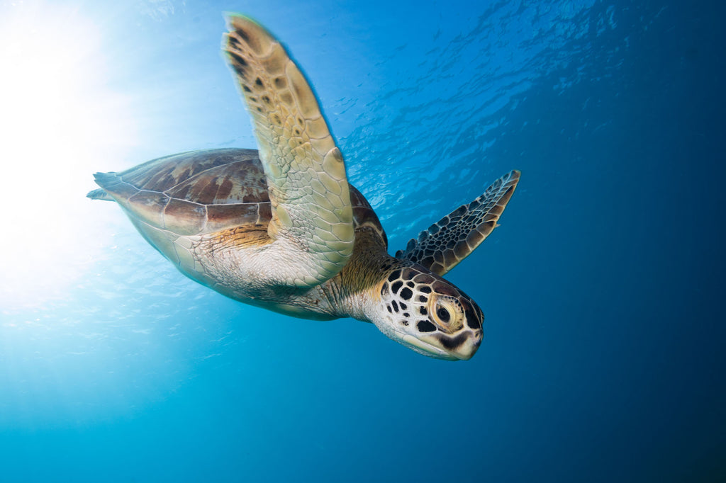 green turtle by bryant turffs taken with ikelite underwater housing