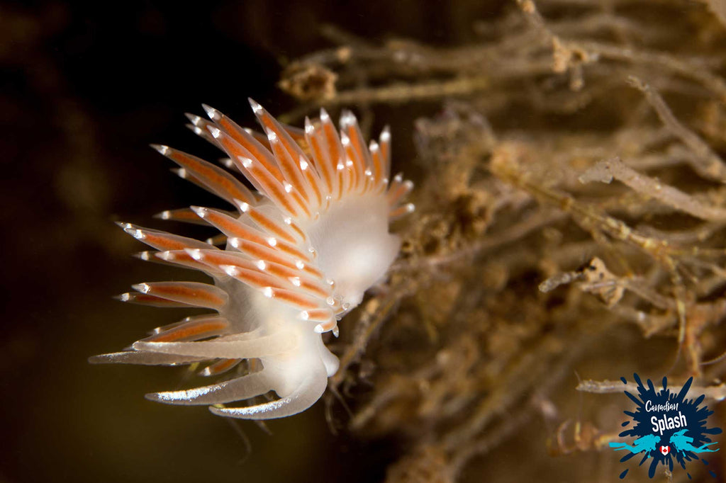 Nudibranch New Brunswick Canada Copyright Joey and Ali Postma