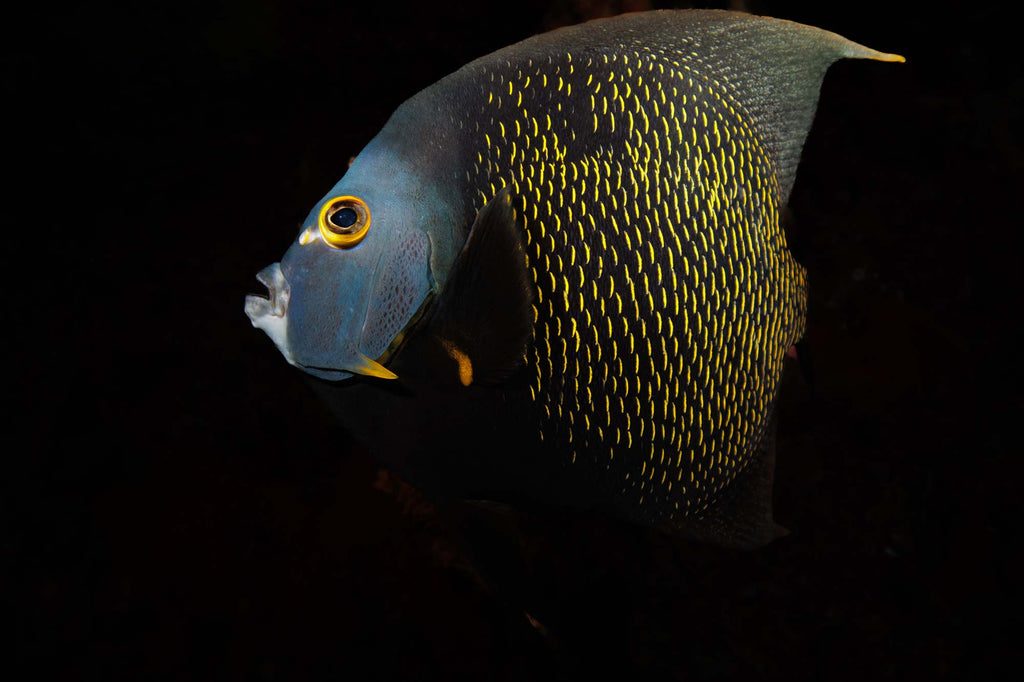 French Angelfish in Grand Cayman taken with Canon 18-45mm Lens EOS R100 camera in Ikelite Housing copyright John Brigham