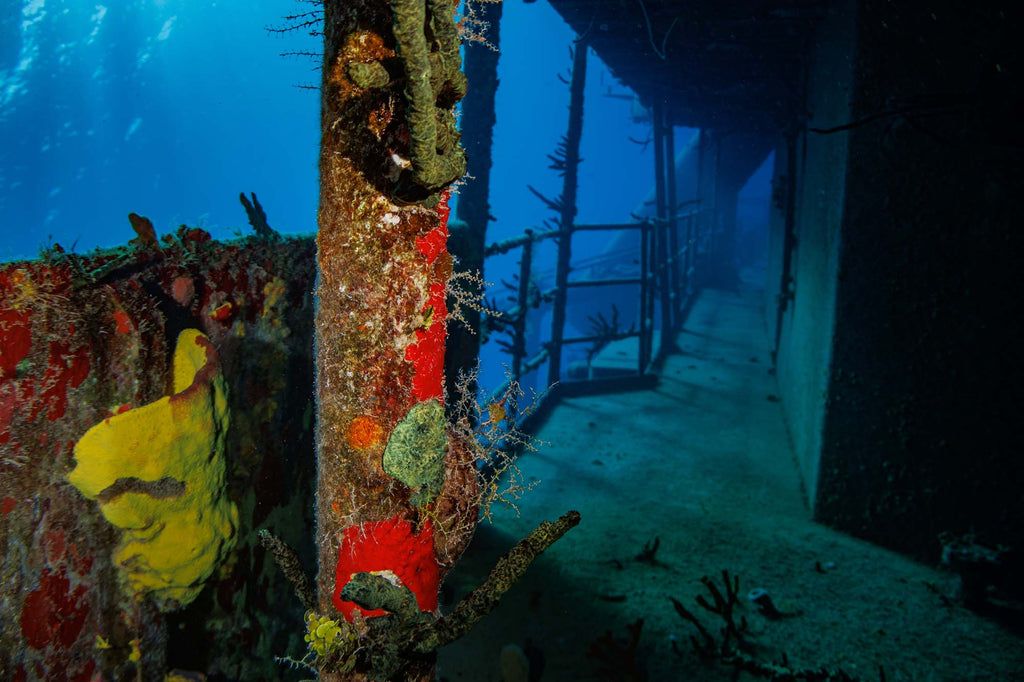 Kittiwake in Grand Cayman taken with Canon 18-45mm Lens EOS R100 camera in Ikelite Housing copyright John Brigham