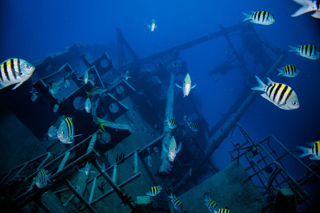 Kittiwake in Grand Cayman taken with Canon 18-45mm Lens EOS R100 camera in Ikelite Housing copyright John Brigham