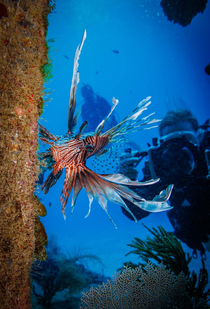 Lionfish in Grand Cayman taken with Canon 18-45mm Lens EOS R100 camera in Ikelite Housing copyright John Brigham