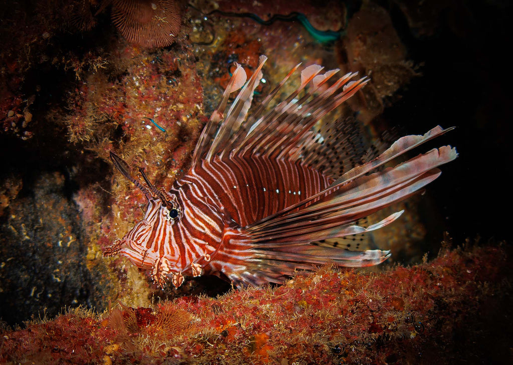 Lionfish in Grand Cayman taken with Canon 18-45mm Lens EOS R100 camera in Ikelite Housing copyright John Brigham