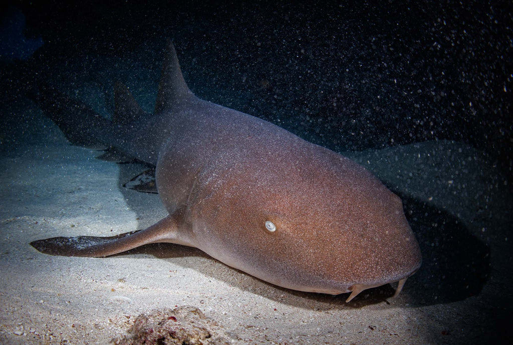 Nurse Shark in Grand Cayman taken with Canon 18-45mm Lens EOS R100 camera in Ikelite Housing copyright John Brigham