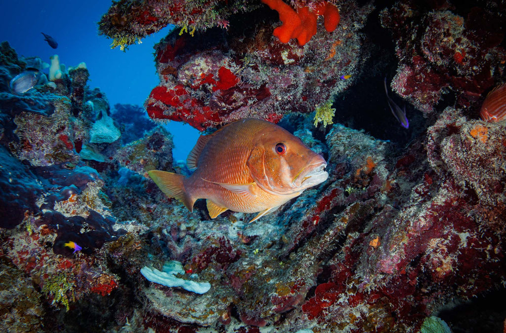 Snapper in Grand Cayman taken with Canon 18-45mm Lens EOS R100 camera in Ikelite Housing copyright John Brigham