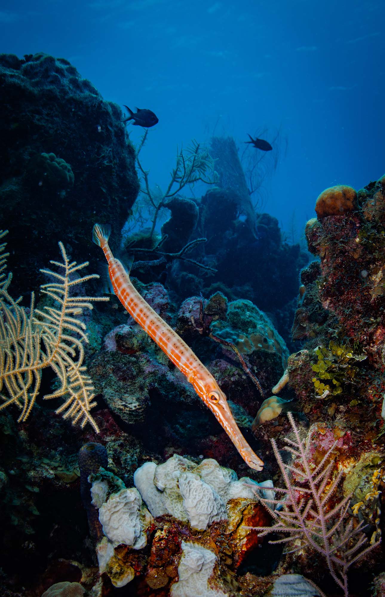 Trumpetfish in Grand Cayman taken with Canon 18-45mm Lens EOS R100 camera in Ikelite Housing copyright John Brigham