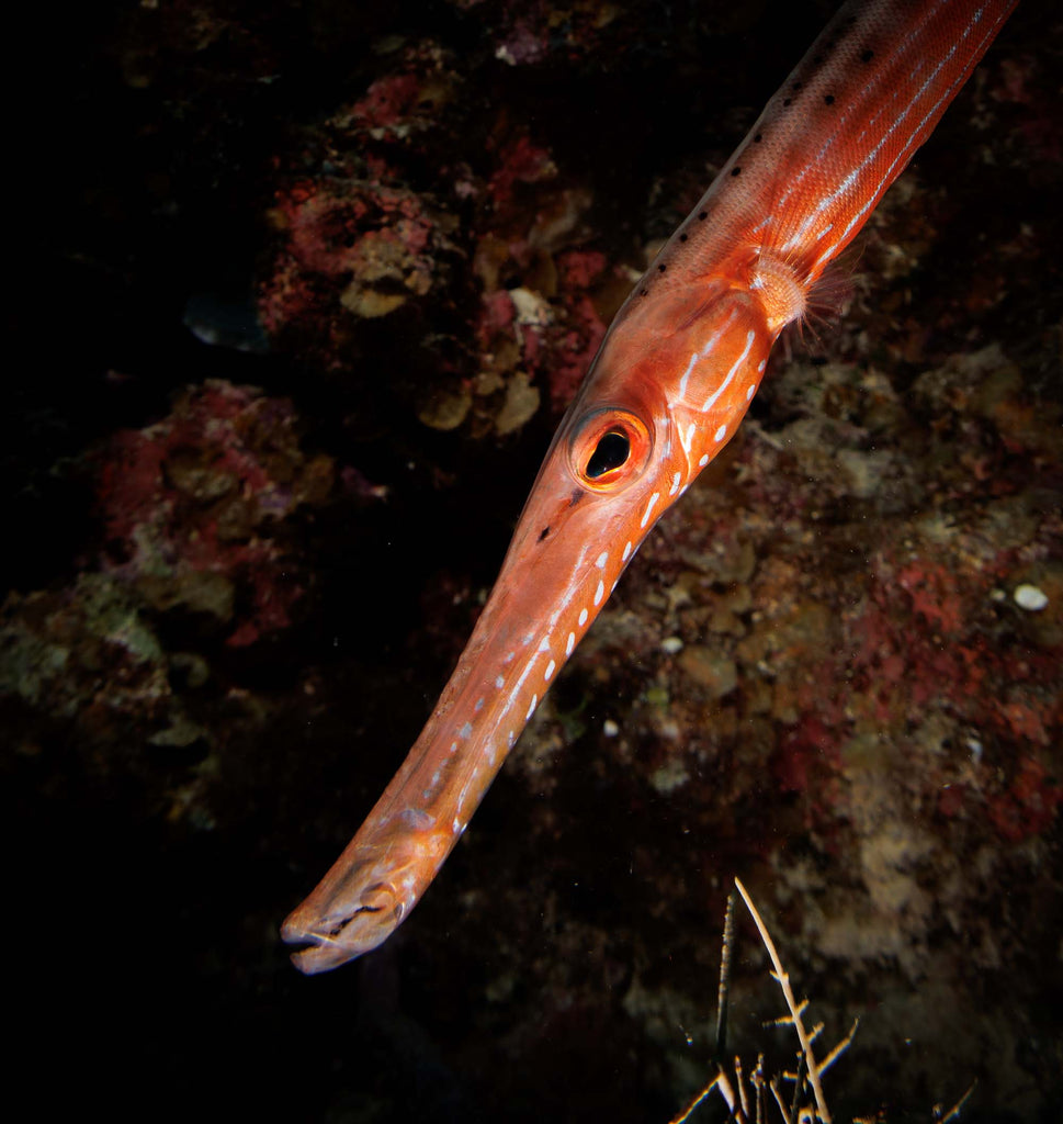 Trumpetfish in Grand Cayman taken with Canon 18-45mm Lens EOS R100 camera in Ikelite Housing copyright John Brigham