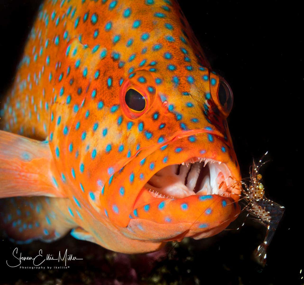 Canon Rebel SL2 Underwater by Steve Miller