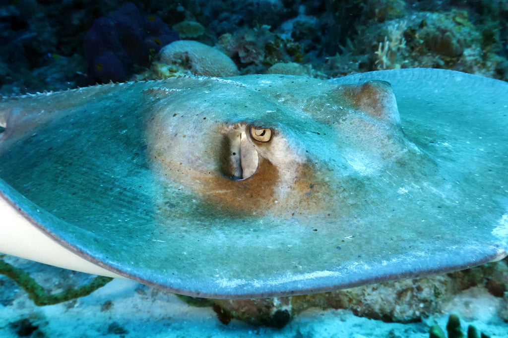 canon 18-45mm lens kit sting ray photo taken with ikelite housing 