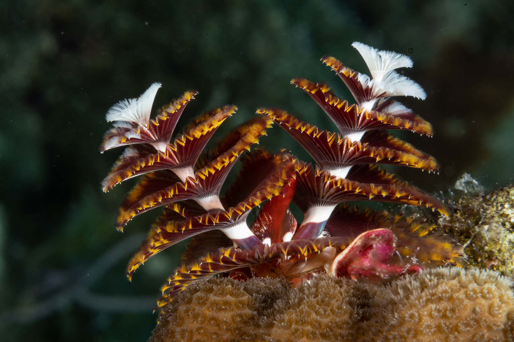 christmas tree worm dark background taken with canon 85mm lens inside an ikelite housing