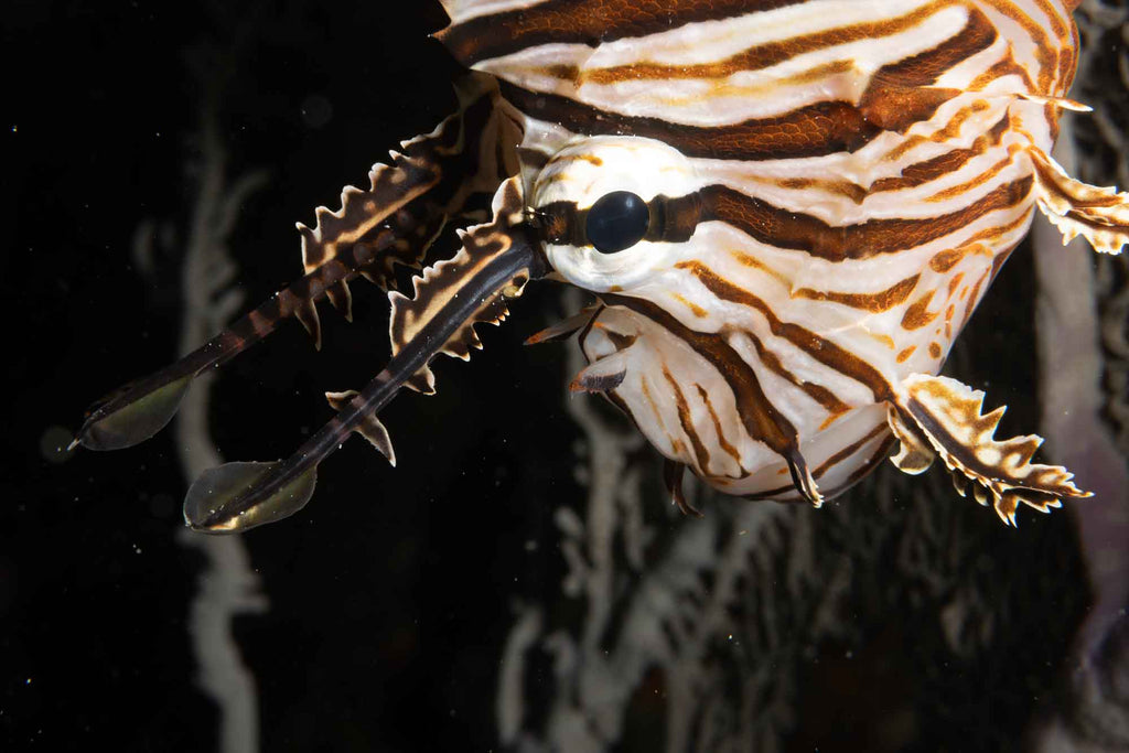 lionfish taken with canon 85mm lens inside an ikelite housing