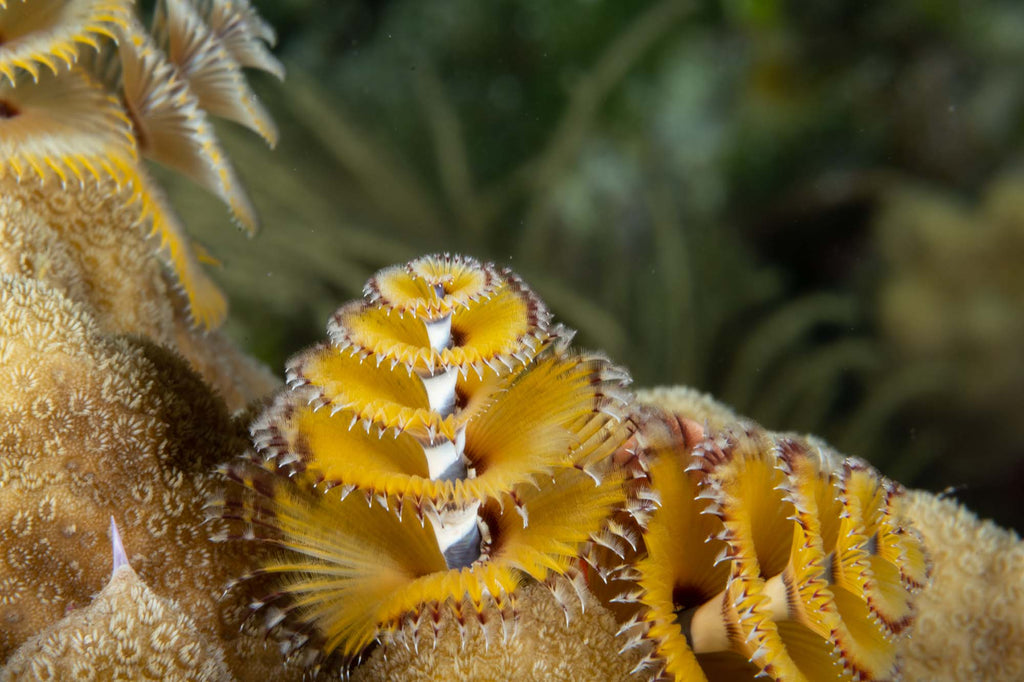 christmas tree worm taken with canon 85mm lens inside an ikelite housing