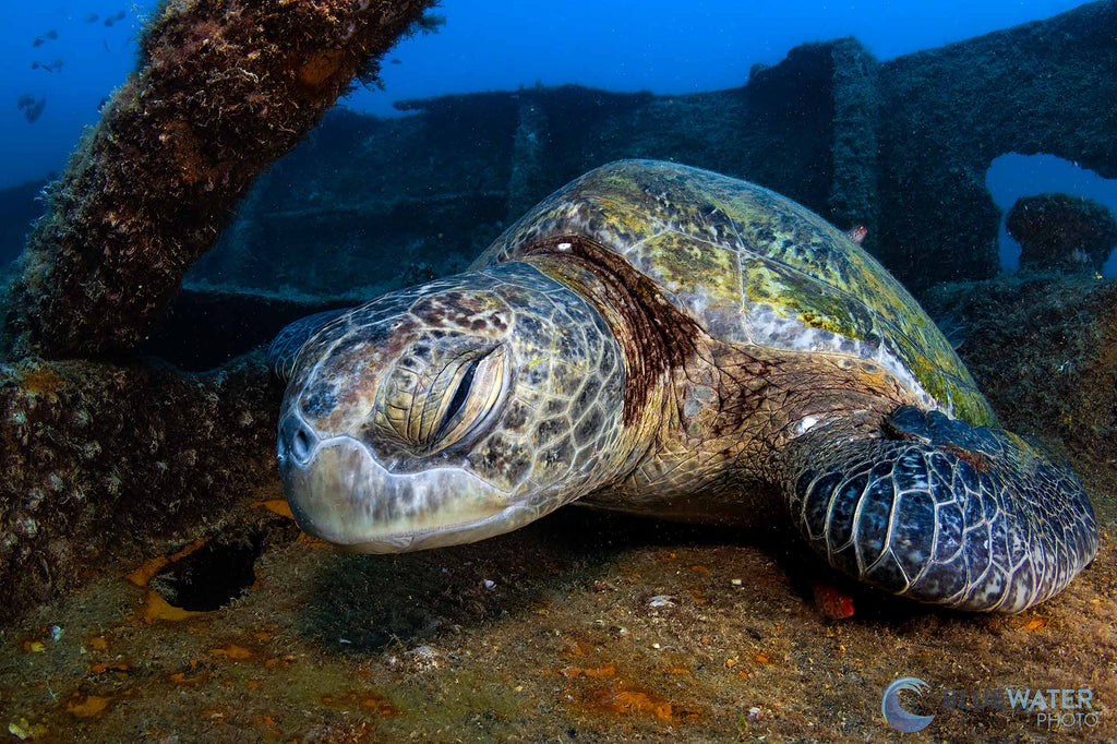 nirupam nigam turtle image taken with canon r10 in ikelite housing with 10-17 tokina lens