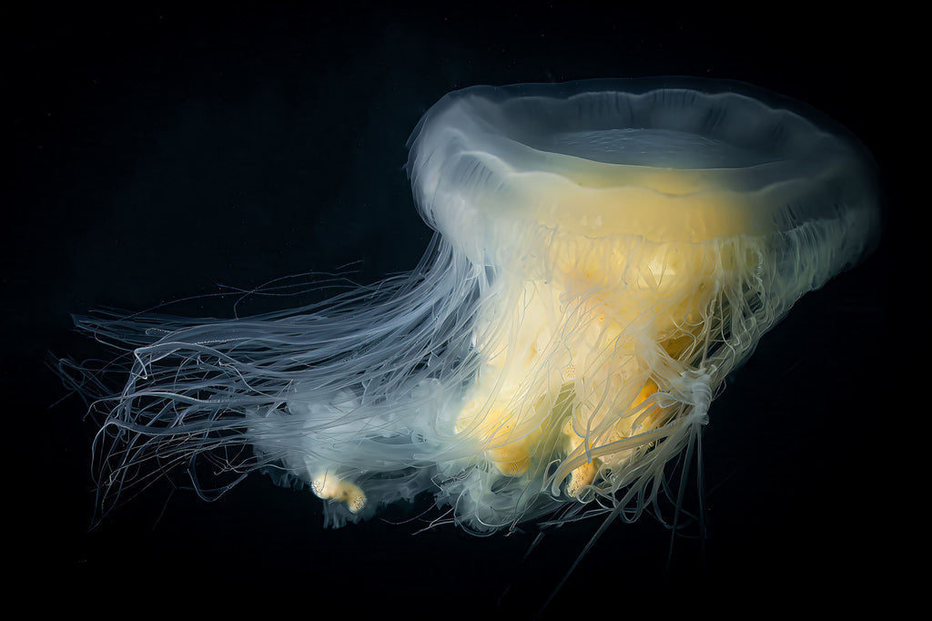 Egg Yolk Jellyfish at Catalina Island © Gary Burns Ikelite Underwater Housing