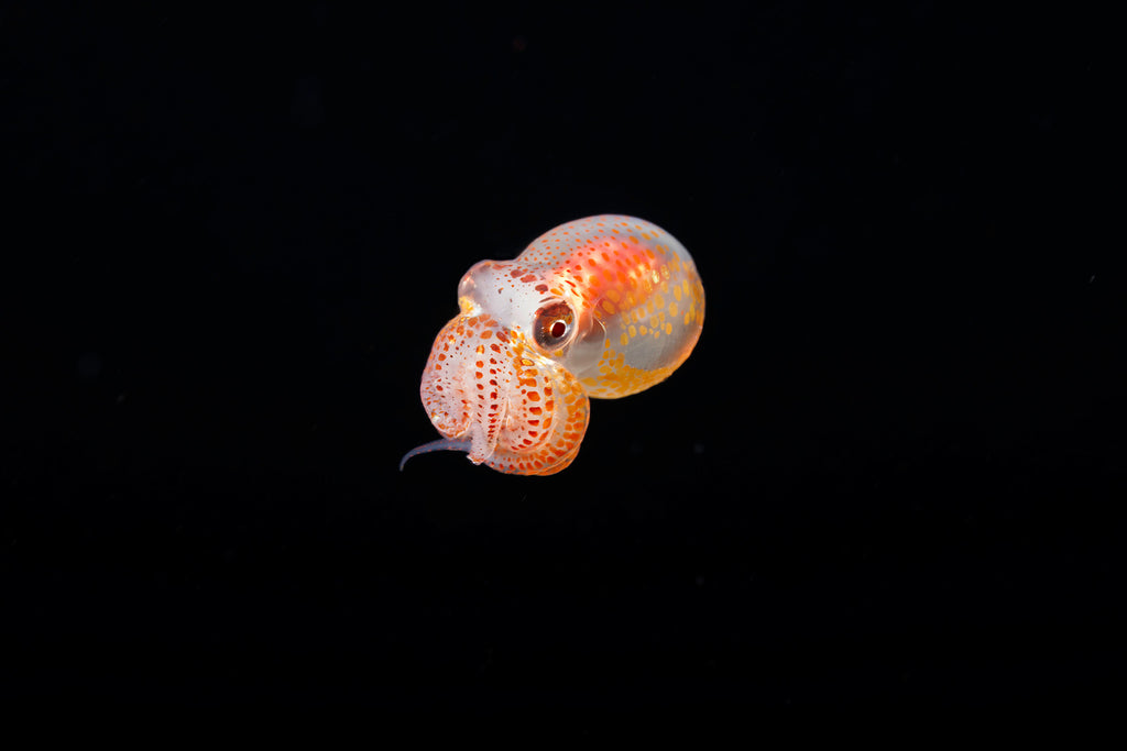 Blackwater Diving Larval Octopus Copyright David Fleetham Ikelite Housing Strobes