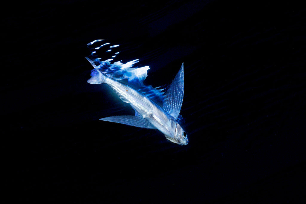Blackwater Diving Flying Fish Copyright David Fleetham Ikelite Housing Strobes
