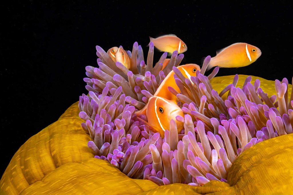 Clownfish Anemone in Yap Copyright David Fleetham Ikelite