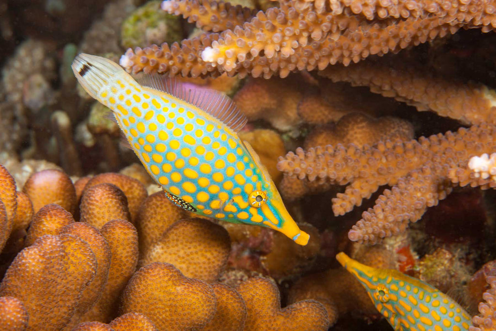 Filefish Yap Micronesia Copyright David Fleetham Ikelite