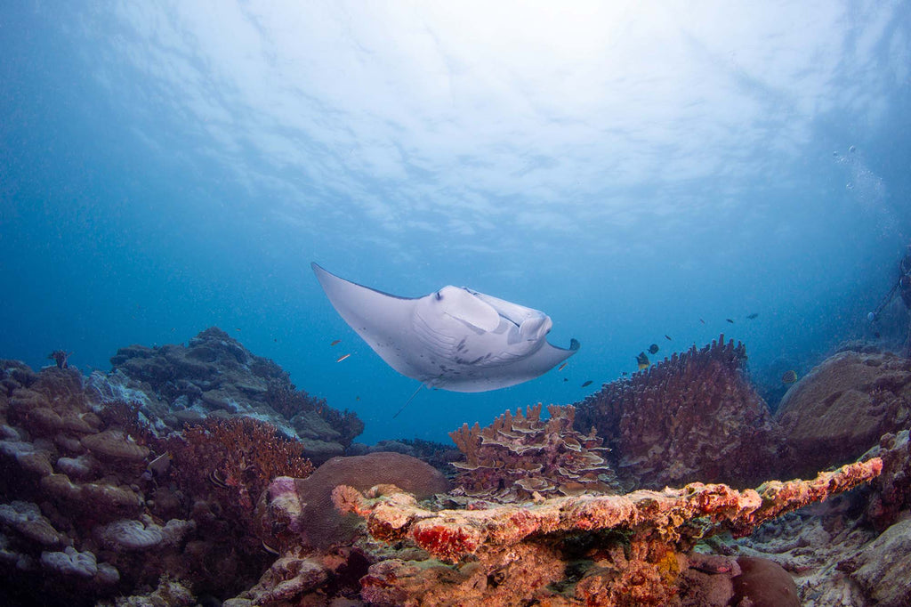 Manta Ray over reef in Yap Micronesia copyright David Fleetham Ikelite