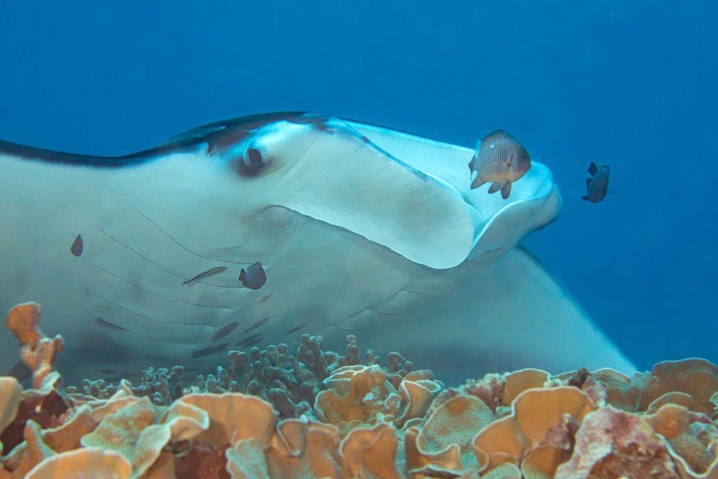Manta ray at cleaning station in Yap by David Fleetham