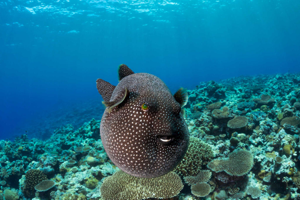 Pufferfish swimming over the reef Copyright David Fleetham
