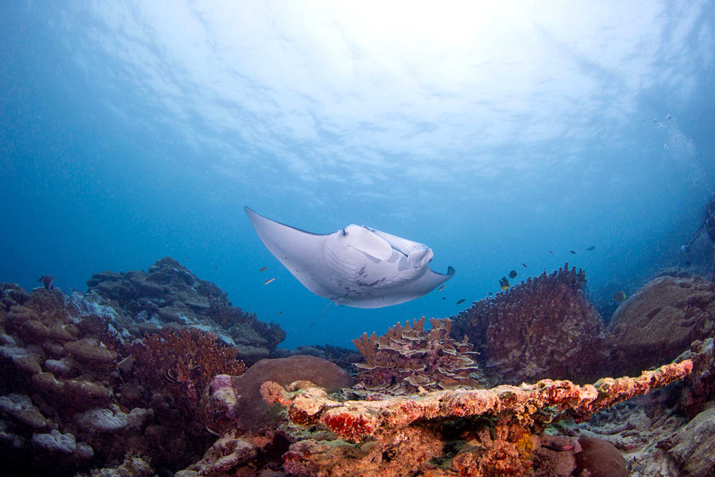 Manta ray over the reef by David Fleetham