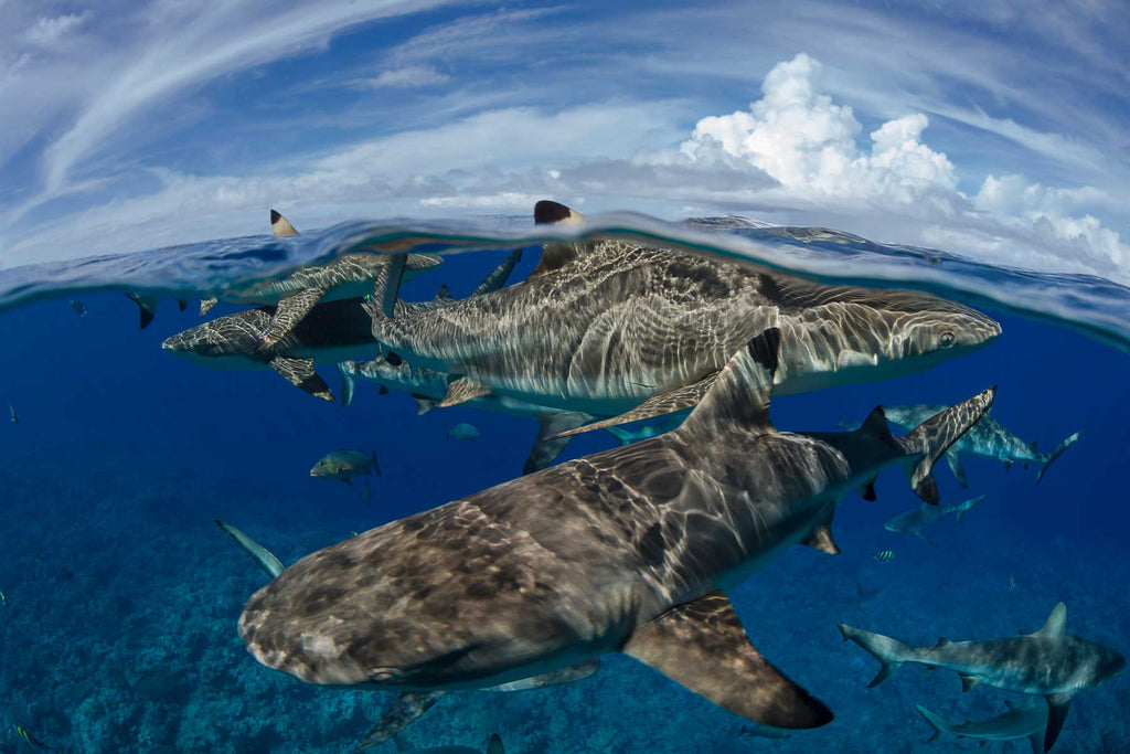 Shark Dive Yap Copyright David Fleetham Ikelite