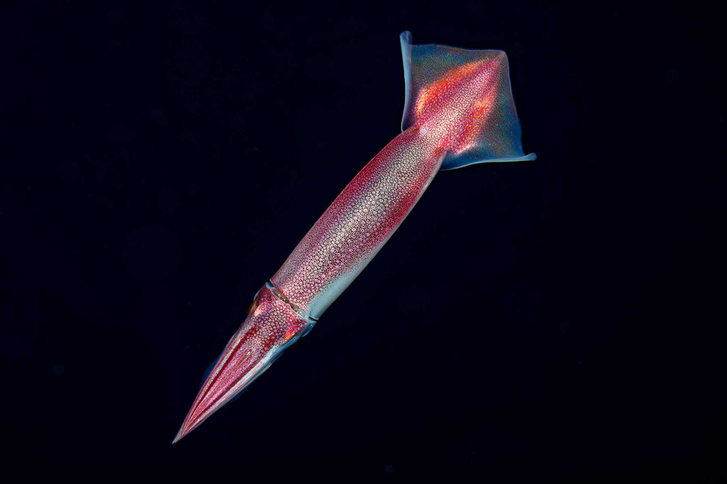 Japanese Squid Yap Copyright David Fleetham Ikelite