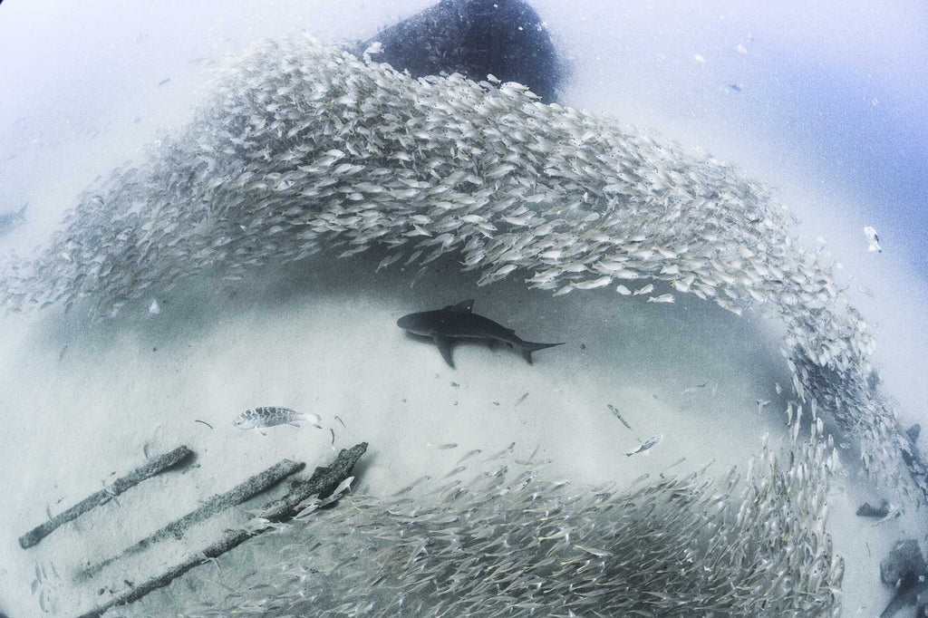 David Valencia Shark with School of Fish